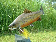 trout taxidermy