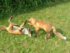 fox foxes taxidermy